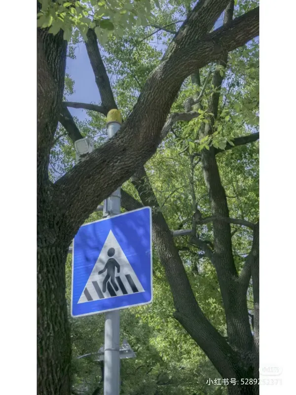 在上海，导航说：前方斑马线，请树先生让行。